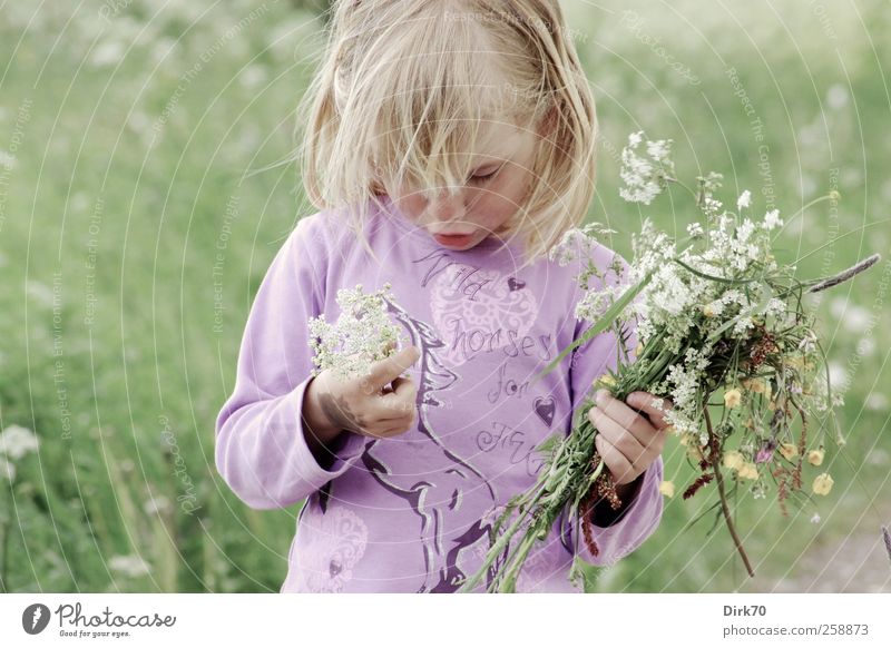 Frühling ! Spielen Ausflug Freiheit Mensch Kind Mädchen Kindheit 1 3-8 Jahre Blume Blüte Wildpflanze Blumenstrauß Wiese Blühend Duft träumen Wachstum natürlich