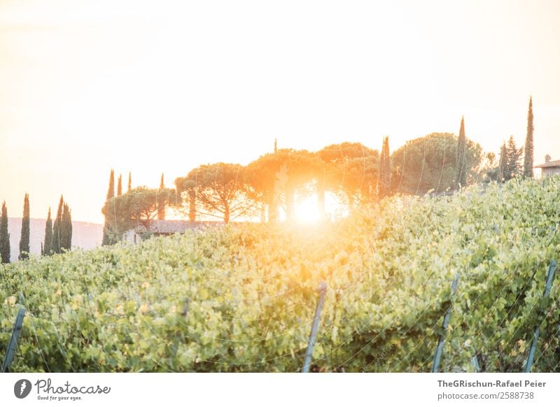 Toskana Natur Landschaft gelb gold grün Sonne Sonnenuntergang Wein Italien Sonnenstrahlen Gegenlicht Stimmung Romantik Reisefotografie Ferien & Urlaub & Reisen