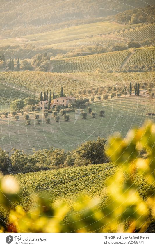 Weingut Natur Landschaft ästhetisch Italien Toskana Reisefotografie Haus typisch Aussicht Hügel Idylle Farbfoto Außenaufnahme Menschenleer Tag