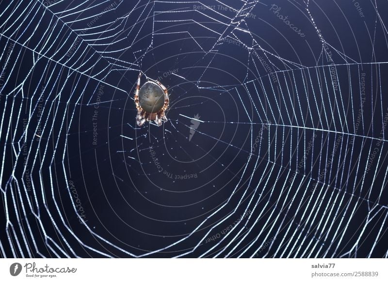 Radnetz Natur Tier Spinne Kreuzspinne außergewöhnlich 1 warten Ekel gruselig Wachsamkeit geduldig Netz Radnetzspinne Spinnennetz zerbrechlich Außenaufnahme