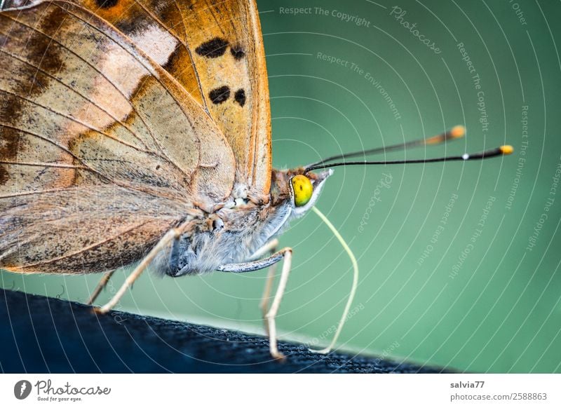 gelbe Augen Natur Tier Schmetterling Tiergesicht Flügel Schuppen Insekt Saugrüssel Fühler 1 genießen nah braun grün Farbfoto Außenaufnahme Makroaufnahme