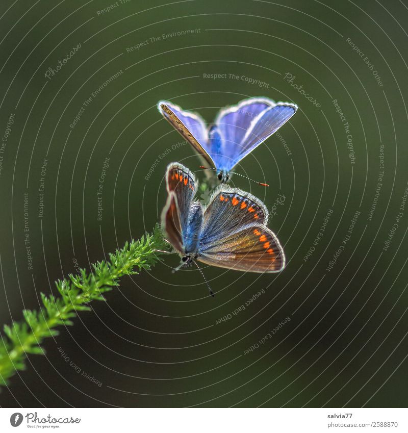 Brautwerbung Natur Frühling Sommer Pflanze Blatt Gewöhnliche Schafgarbe Tier Schmetterling Flügel Bläulinge Insekt 2 außergewöhnlich klein oben Frühlingsgefühle