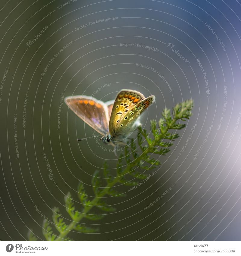 filigran Umwelt Natur Frühling Sommer Klima Pflanze Gras Blatt Gewöhnliche Schafgarbe Tier Schmetterling Flügel Insekt Bläulinge 1 genießen ästhetisch klein