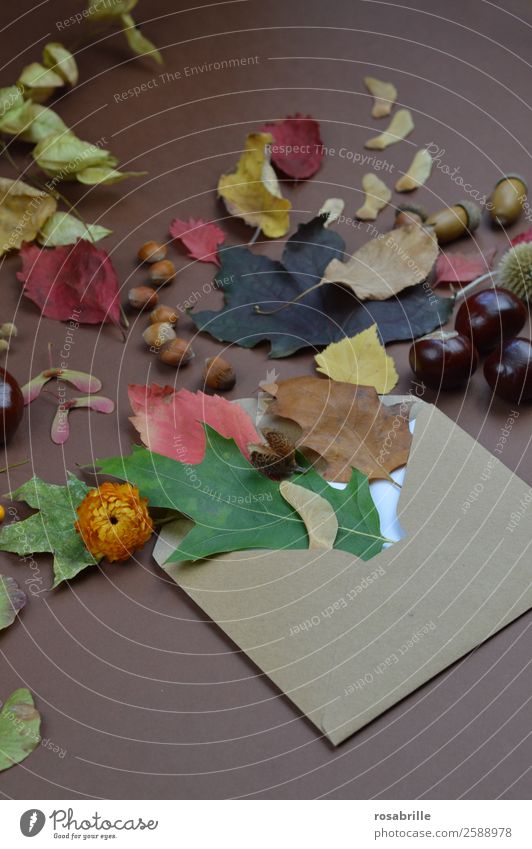 herbstliche Grüße mit Briefumschlag, Blättern und Früchten Umwelt Natur Pflanze Herbst Blatt Blüte Jahreszeiten Dekoration & Verzierung Sammlung Post natürlich