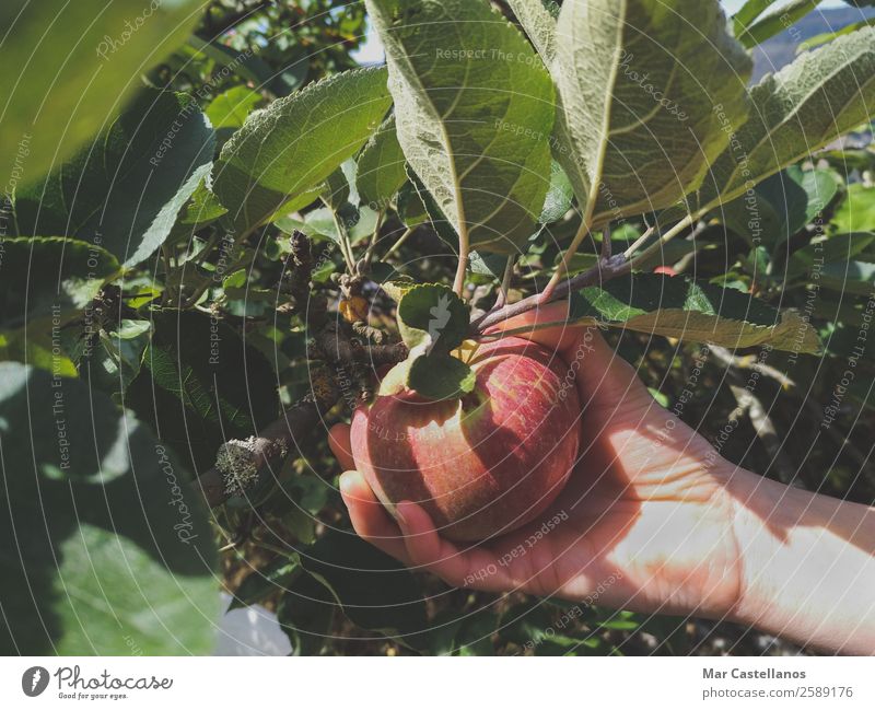 Die Hand der Frau pflückt rote Äpfel. Frucht Apfel Ernährung Gesunde Ernährung Wellness Sommer Garten feminin Erwachsene Natur Pflanze Sonnenlicht Herbst Baum