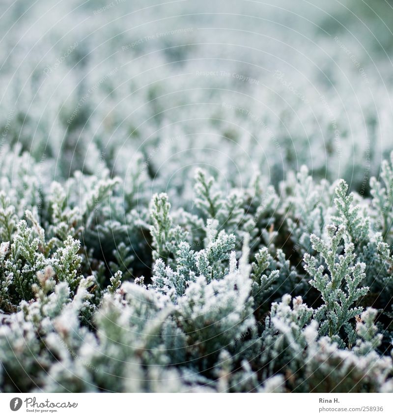 Winter Umwelt Natur Pflanze Wetter Eis Frost Baum Nadelbaum Hecke frieren kalt natürlich grün weiß Raureif Farbfoto Gedeckte Farben Außenaufnahme Menschenleer
