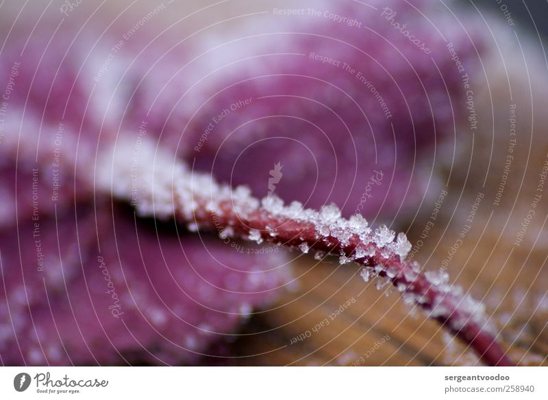 Eis am Stiel Umwelt Natur Pflanze Winter Frost Blatt Stengel verblüht ästhetisch Coolness frisch kalt nah natürlich braun violett weiß Stimmung ruhig