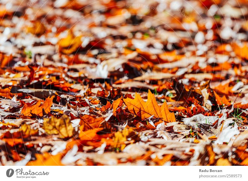 Roter Herbst hinterlässt Hintergrund in der Herbstsaison schön Garten Tapete Umwelt Natur Landschaft Pflanze Baum Blatt Park Wald hell natürlich braun gelb gold