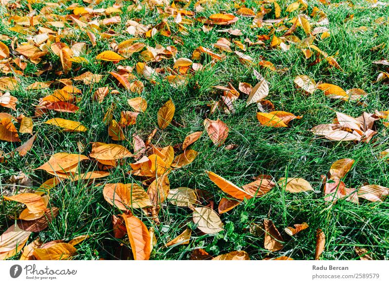 Orange und Rot Herbst Blätter in der Herbstsaison schön Garten Tapete Umwelt Natur Landschaft Pflanze Baum Gras Blatt Park Wald hell natürlich braun gelb gold