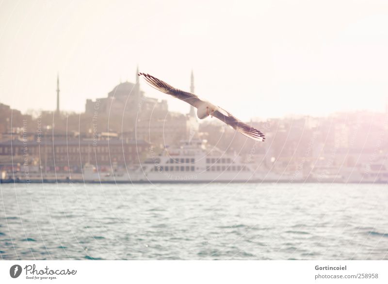 Flying. Stadt Hafenstadt Skyline Sehenswürdigkeit Vogel Wärme Möwe Bosporus Hagia Sophia Fähre Meer Istanbul fliegen Farbfoto Außenaufnahme Textfreiraum oben