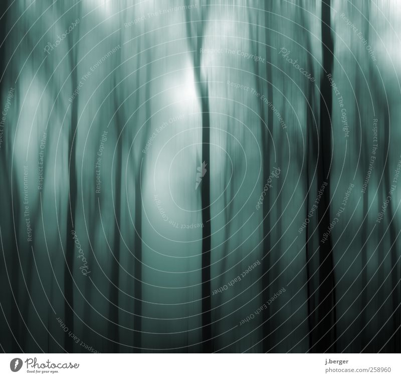 blau im Wald Umwelt Natur Landschaft Pflanze Herbst Winter Nebel Baum Urwald ästhetisch außergewöhnlich dunkel gruselig schwarz weiß Angst Volksglaube Farbfoto