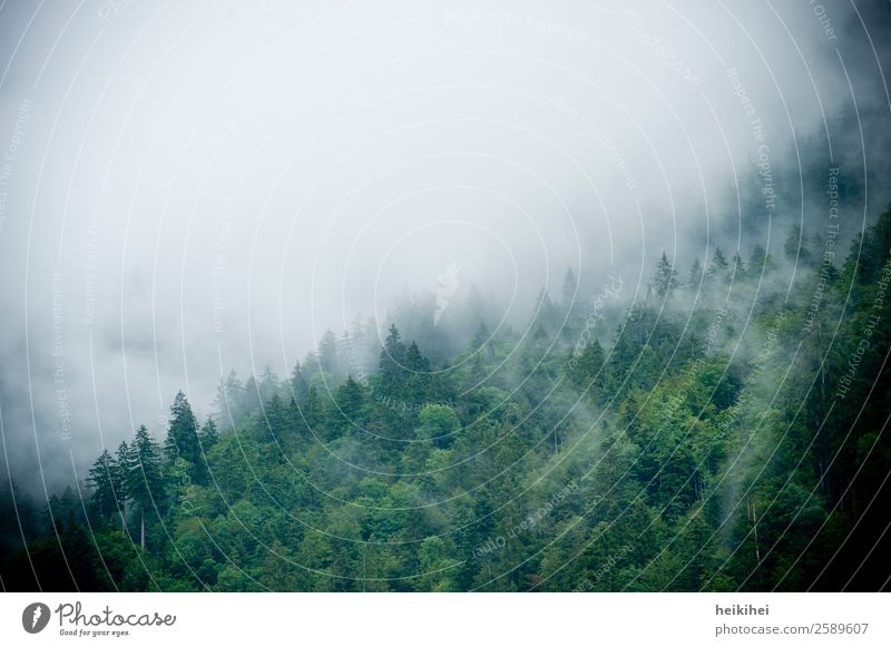 Wald im Nebel Natur Landschaft Sommer Herbst Pflanze Baum Urwald Berge u. Gebirge wandern dunkel fantastisch natürlich grün Stimmung schön Abenteuer Bewegung