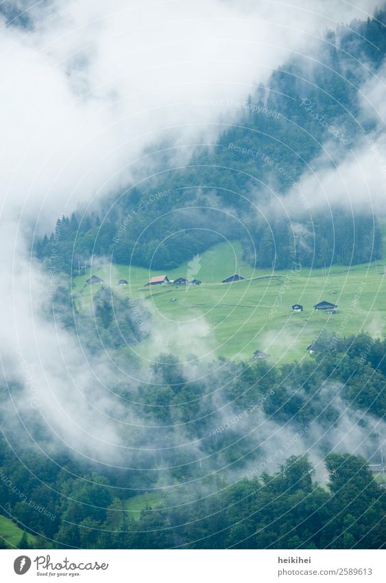 Schweizer Idylle im Morgennebel Umwelt Natur Landschaft Pflanze Himmel Wolken Sommer Herbst Wetter Nebel Baum Gras Wiese Wald Alpen Berge u. Gebirge fantastisch