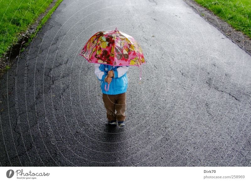 Wanderpilz im Sommerregen wandern Mensch maskulin Kind Kleinkind Junge Kindheit 1 1-3 Jahre schlechtes Wetter Regen Deich Wege & Pfade Schirm Regenschirm