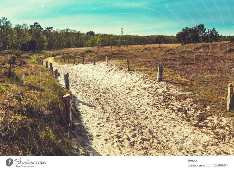 Weil immer was geht Natur Landschaft Schönes Wetter Wald Wege & Pfade Wärme blau braun grün Optimismus Romantik ruhig Idylle Farbfoto Außenaufnahme Menschenleer