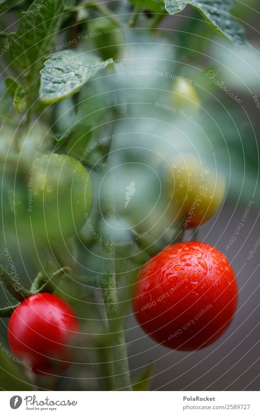 #A# Tomaten-Ernte Umwelt Natur ästhetisch Tomatensalat Tomatenplantage Tomatensaft Tomatensuppe reif rot Farbfoto mehrfarbig Außenaufnahme Nahaufnahme