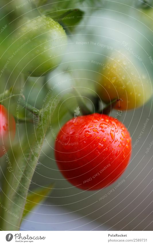 #A# Oskar Goes Wild Natur ästhetisch ökologisch Bioprodukte Tomate Tomatenplantage Tomatensaft reif Garten rot gießen Bewässerung Farbfoto mehrfarbig