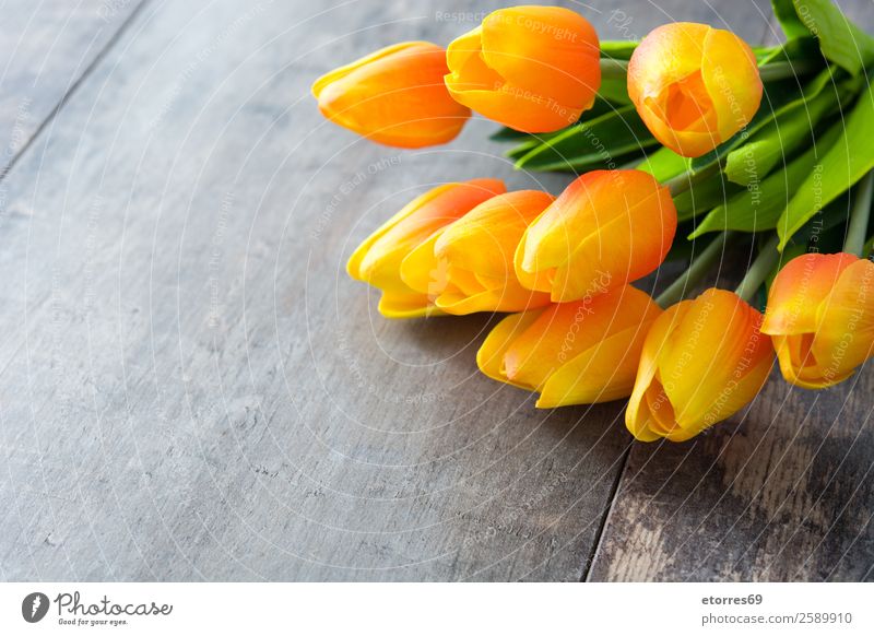 Tulpen auf Holzgrund. Ferien & Urlaub & Reisen Feste & Feiern Ostern Blume orange Farbe Tradition Feiertag Gast festlich Hintergrund Textfreiraum