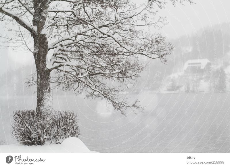 Baumloben | Einstimmung amTitisee Umwelt Natur Pflanze Winter Klima Klimawandel Wetter schlechtes Wetter Nebel Eis Frost Schnee Schneefall Seeufer kalt