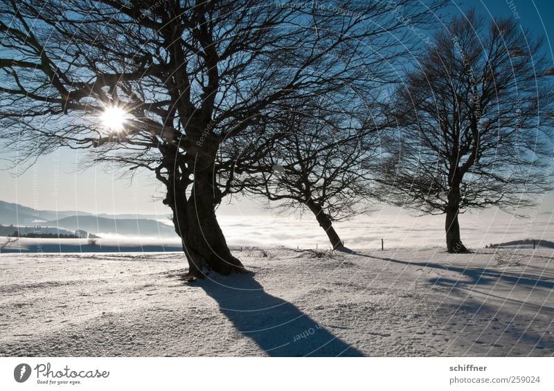 Und es gibt doch Sonne! Umwelt Natur Landschaft Pflanze Sonnenlicht Winter Klima Schönes Wetter Eis Frost Schnee Baum Gipfel Schneebedeckte Gipfel fantastisch