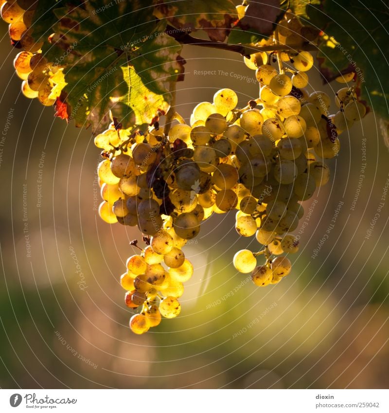 Wine In The Afternoon Wein Sekt Prosecco Champagner Landwirtschaft Forstwirtschaft Umwelt Natur Pflanze Sonnenlicht Herbst Klima Schönes Wetter Blatt