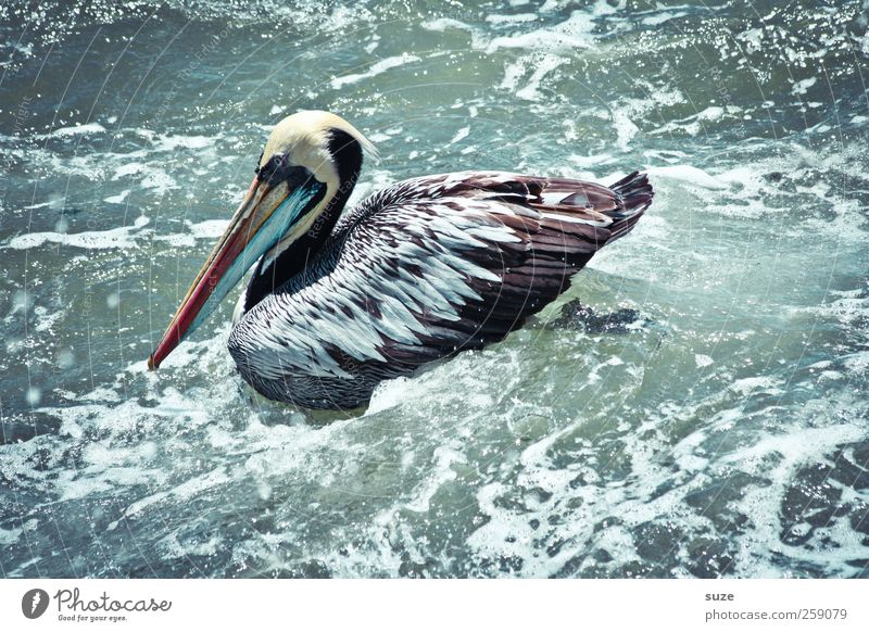 Pelikan* Umwelt Natur Urelemente Wasser Sommer Klima Schönes Wetter Tier Wildtier Vogel 1 außergewöhnlich exotisch fantastisch Wasseroberfläche Wellengang