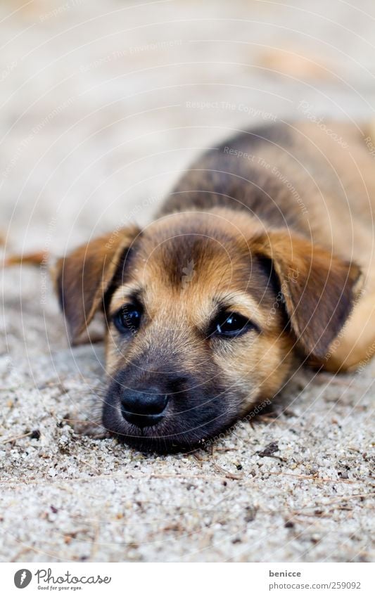 pup Welpe Hund liegen Boden Traurigkeit Müdigkeit schlafen Hundeblick Armut niedlich schön süß Sand Strand Trauer Tier Haustier
