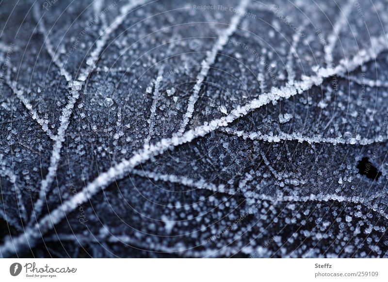 Raureif auf einem gefallenen Blatt im Dezember Kälteschock nordisch Kälteeinbruch Wintereinbruch nordische Kälte heimisch Frost Winterkälte Kältegefühl