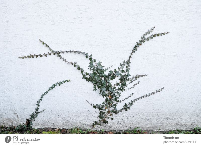Stand by me! (grün auf weiß) Umwelt Natur Pflanze Efeu Mauer Wand Beton Wachstum ästhetisch grau Gefühle Ehrlichkeit Zufriedenheit ruhig wachsen kleben klettern