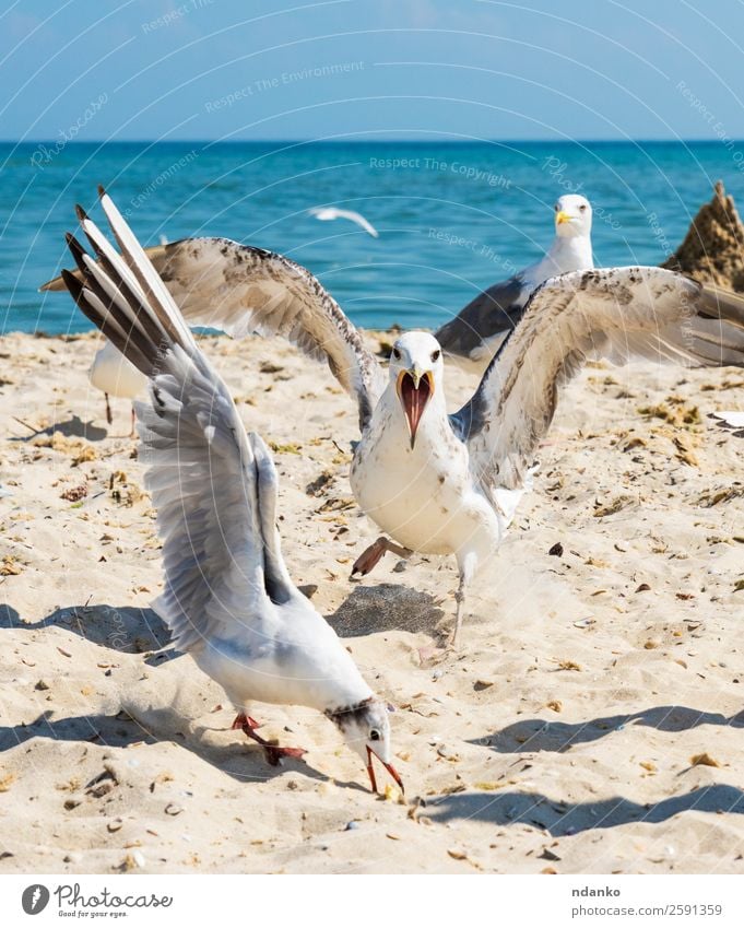 Schwarm weißer Möwen Ferien & Urlaub & Reisen Freiheit Sommer Strand Meer Umwelt Natur Landschaft Tier Sand Himmel Küste Wildtier Vogel Tiergruppe stehen