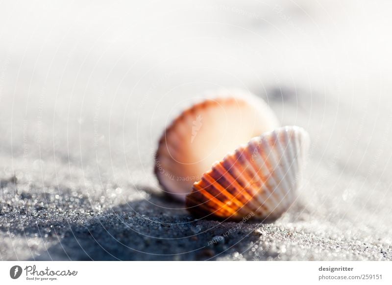 Harte Schale … Ferien & Urlaub & Reisen Tourismus Sommerurlaub Sand Strand Ostsee Meer Totes Tier Muschel Herzmuschel Meerestier Meeresfrüchte Weichtier liegen