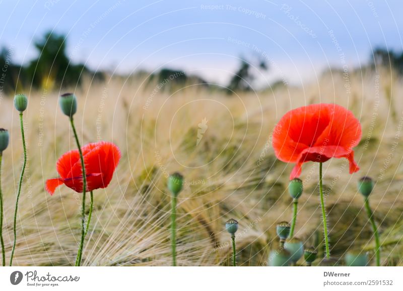 Mohnblume Umwelt Natur Landschaft Pflanze Himmel Frühling Sommer Schönes Wetter Blume Blatt Blüte Garten Feld hängen Wachstum Sauberkeit schön rot Zufriedenheit