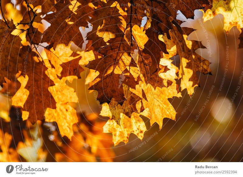 Gelbe und orange Herbstbaumblätter in der Herbstsaison Blatt Baum Hintergrundbild Landschaft Wald gelb Natur Jahreszeiten Orange Ahorn gold Park schön rot