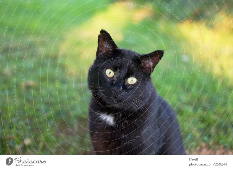 Carl-Heinz Tier Haustier Katze Tiergesicht 1 beobachten hocken Blick sitzen Neugier Gelassenheit geduldig ruhig Interesse Farbfoto Außenaufnahme Tag