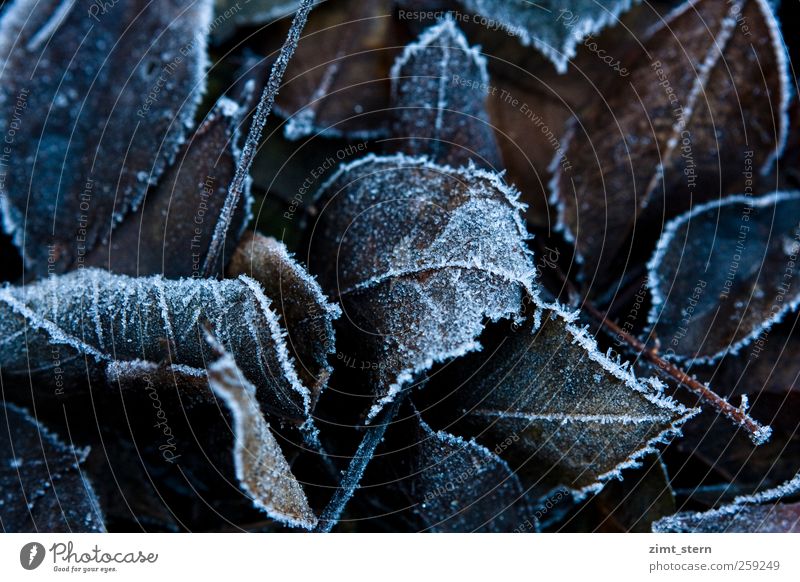 Blattspitze Natur Pflanze Herbst Winter alt frieren dunkel natürlich braun weiß ruhig Tod Verfall Vergänglichkeit Wandel & Veränderung Eis Frost Eiskristall