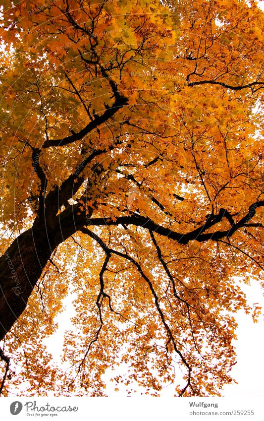 goldener Herbst ruhig Natur Pflanze Schönes Wetter Baum Zufriedenheit Farbfoto Außenaufnahme Menschenleer Tag Sonnenlicht Froschperspektive