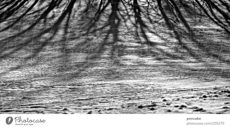 ...gibt's auch Schatten! Umwelt Natur Landschaft Sonnenlicht Winter Eis Frost Schnee Baum Feld Stimmung Schattenspiel Schwarzweißfoto Außenaufnahme