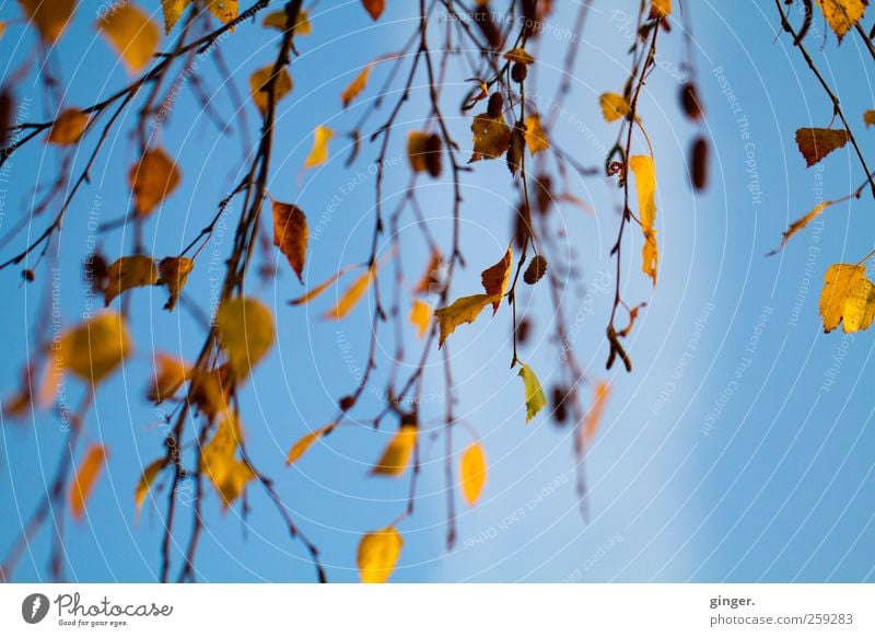 Blaugoldene Herbstimpression Umwelt Natur Pflanze Luft Himmel Wolkenloser Himmel Klima Wetter Schönes Wetter Baum Blatt Warmherzigkeit Vorhang hängen hängend