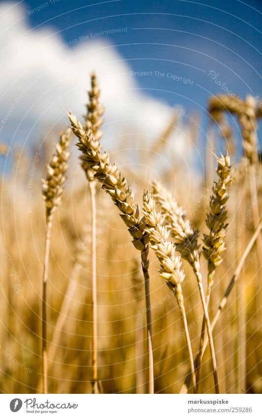 Weizenfeld Getreide Landwirtschaft Forstwirtschaft Landschaft Wolkenloser Himmel Wiese Feld Fortschritt Zufriedenheit Klima Ackerbau Ernte Field Harvest