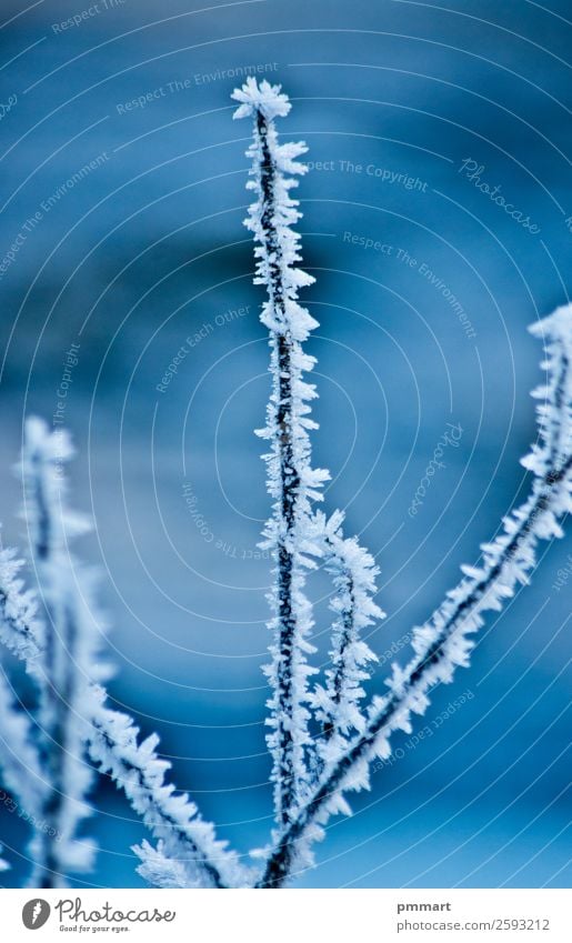 gefrorener Baumzweig im Winter schön Schnee Berge u. Gebirge Wissenschaften Umwelt Natur Pflanze Wasser Erde Himmel Klima Wetter Schneefall Gletscher Fluss