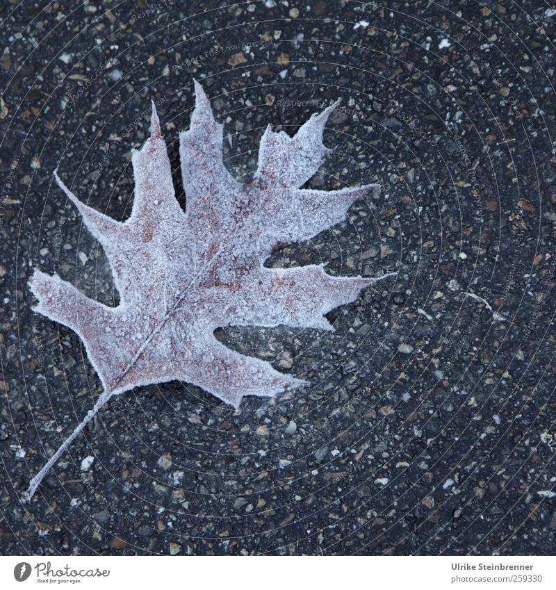 Blattwerk 3 Natur Pflanze Wasser Winter Eis Frost Wiese Feld frieren glänzend liegen kalt Tod Einsamkeit Vergänglichkeit Wandel & Veränderung Wege & Pfade