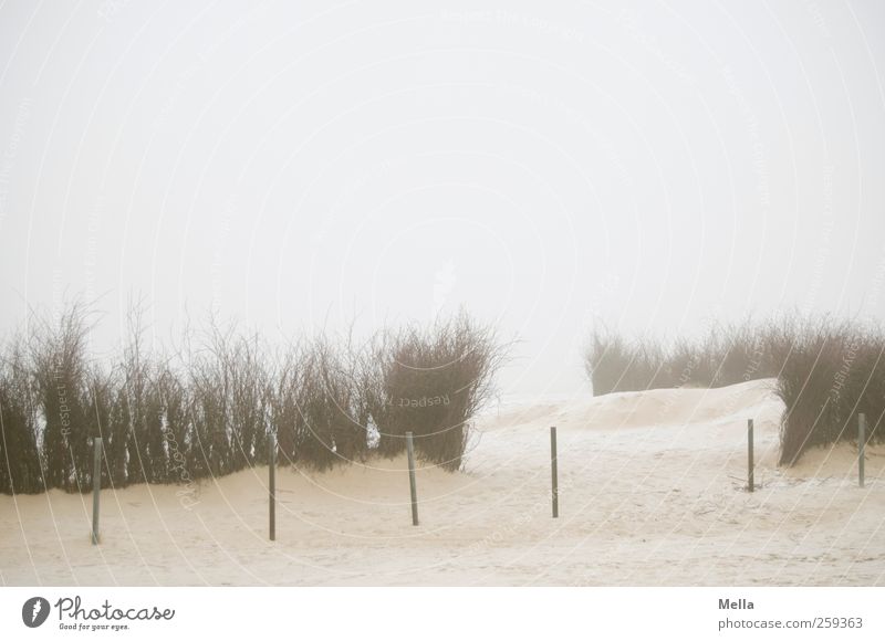 Ausweg Umwelt Natur Landschaft Sand Nebel Pflanze Sträucher Reisig Zweige u. Äste Küste Strand Nordsee Poller Begrenzung Stab Pfosten hell kalt trist Klima