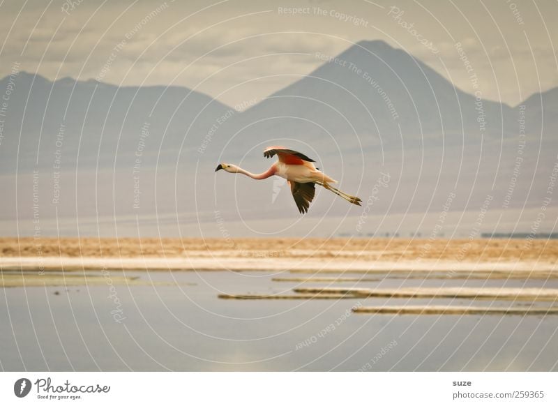 Flugsaurier exotisch Sommer Berge u. Gebirge Umwelt Natur Landschaft Urelemente Erde Himmel Klima Schönes Wetter See Tier Wildtier Vogel Flamingo 1 fliegen