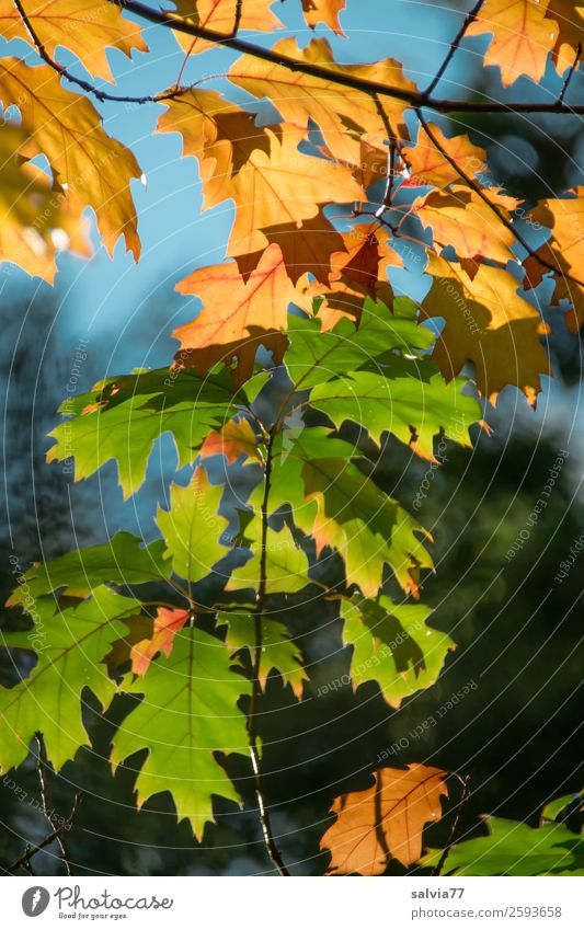 Verwandlung | Von grün nach braun Umwelt Natur Pflanze Herbst Klima Baum Blatt Zweige u. Äste Herbstfärbung Eichenblatt Wald blau Vergänglichkeit