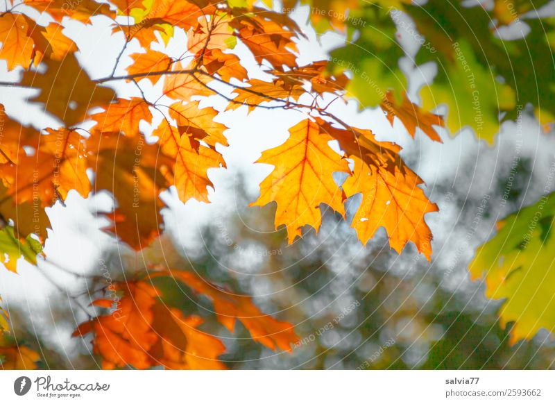 Eichenzweige Natur Herbst Pflanze Baum Blatt Zweige u. Äste Oktober Park Wald natürlich Wärme braun gelb grün Wandel & Veränderung Zeit Herbstfärbung