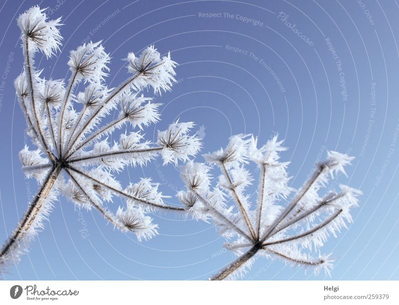 zackiger Raureif an vertrockneten Blütendolden vor blauem Himmel Umwelt Natur Pflanze Wolkenloser Himmel Winter Schönes Wetter Eis Frost Blume Wildpflanze