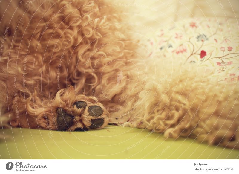 Weich harmonisch Wohlgefühl Erholung ruhig Wohnung Schlafzimmer Tier Haustier Hund Fell Pfote liegen weich Warmherzigkeit Locken Pudel Bett Schnörkel