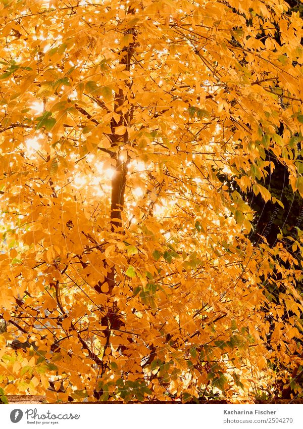 Goldrausch Umwelt Natur Frühling Herbst Schönes Wetter Baum Blatt Garten Park Wald braun gelb gold orange rot weiß Laub Laubbaum leuchtende Farben hell Farbfoto