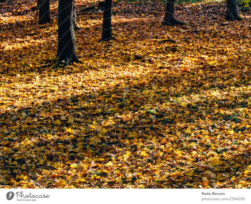 Braun getrockneter Herbst Blätter Hintergrund in der Herbstsaison abstrakt Kulisse Hintergrundbild schön hell braun Nahaufnahme Farbe mehrfarbig regenarm