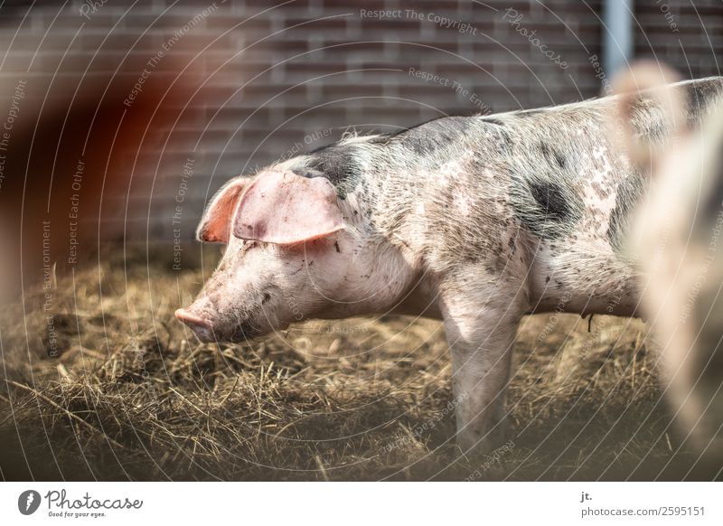 Schwein Lebensmittel Fleisch Ernährung Frühstück Mittagessen Abendessen Bioprodukte Umwelt Natur Tier Nutztier 1 Tiergruppe stehen dreckig Glück rosa Erholung